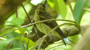 Sat, 6/22/2024 Birding report at 大和民俗公園