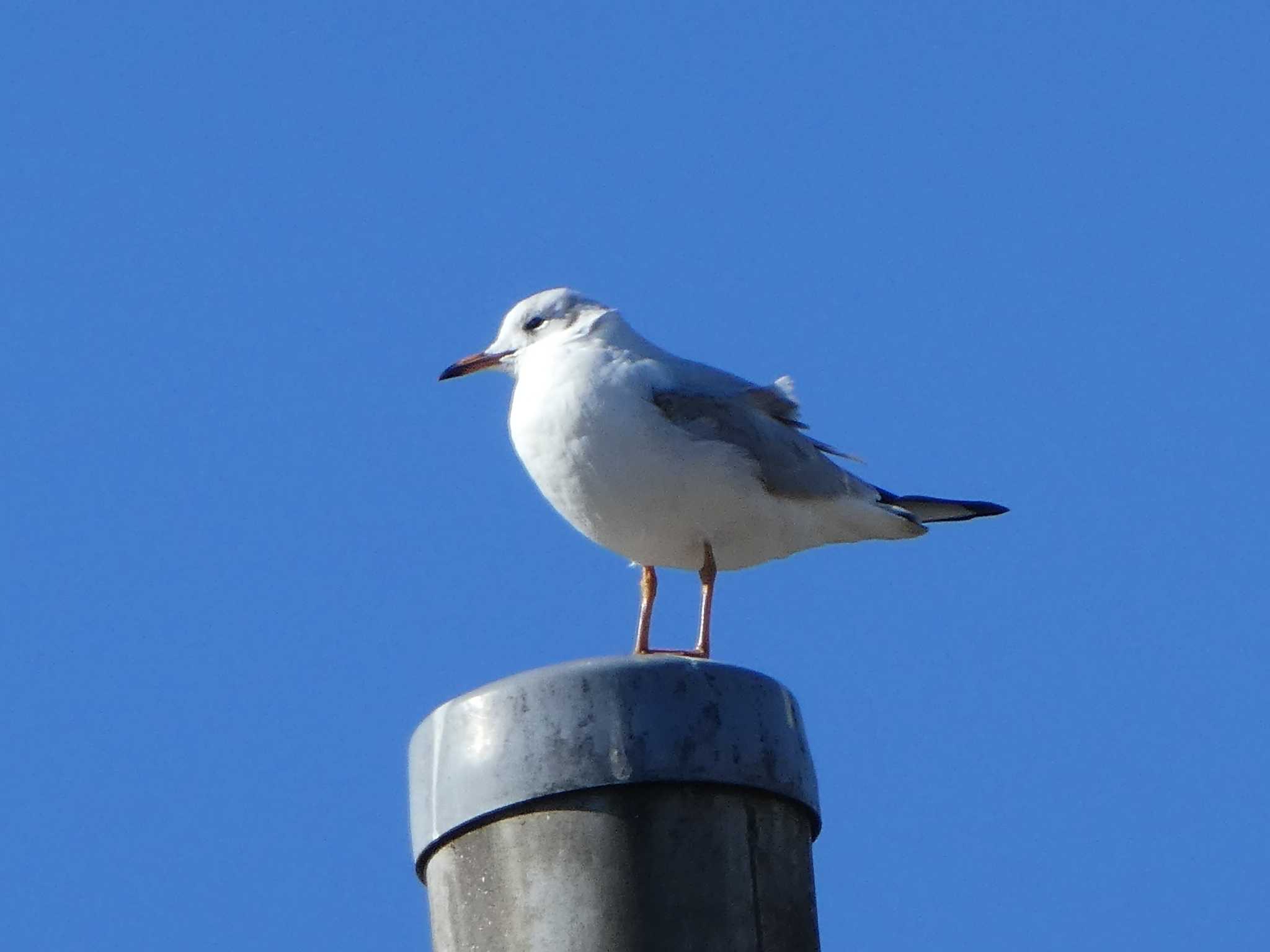 ユリカモメ