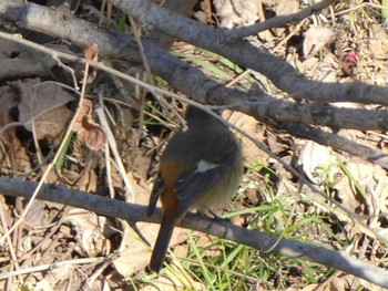 2019年1月19日(土) 恩田川(高瀬橋付近)の野鳥観察記録