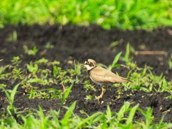 Sat, 6/22/2024 Birding report at Minuma Rice Field