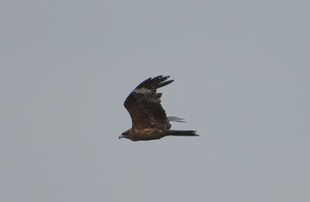 2024年6月23日(日) 大阪南港野鳥園の野鳥観察記録