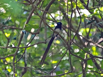 2024年6月8日(土) 八王子城跡の野鳥観察記録