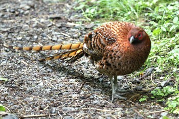 2024年6月22日(土) 秋川渓谷の野鳥観察記録