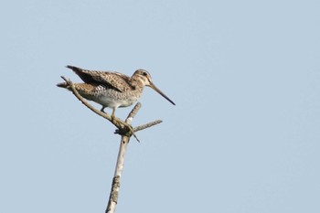 Sun, 6/18/2023 Birding report at JGSDF Kita-Fuji Exercise Area