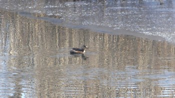 2019年1月19日(土) ウトナイ湖の野鳥観察記録