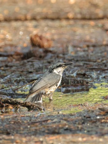 2024年6月11日(火) 船津公園墓地の野鳥観察記録