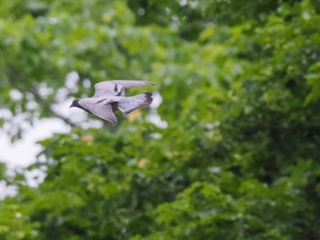 2024年6月20日(木) ポロト湖(ポロトの森)の野鳥観察記録