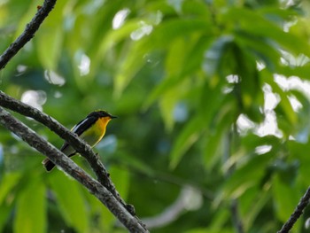 2024年6月20日(木) 西岡公園(西岡水源地)の野鳥観察記録