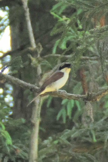 2024年6月13日(木) 松之山の野鳥観察記録