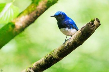 Sat, 6/22/2024 Birding report at Hayatogawa Forest Road