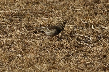 タヒバリ 涸沼 2019年1月6日(日)