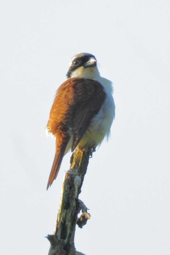 Fri, 6/14/2024 Birding report at 松之山