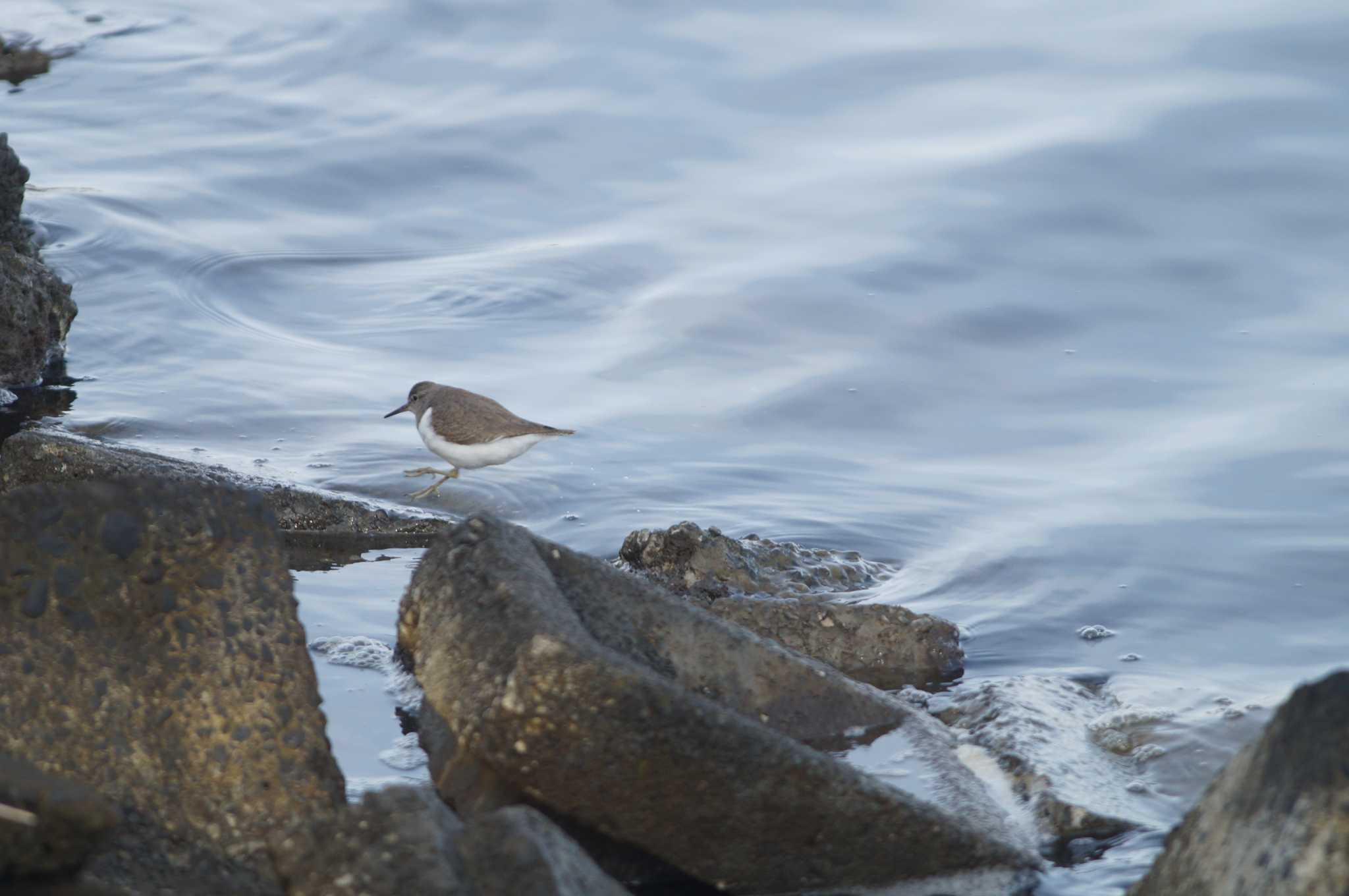 Common Sandpiper