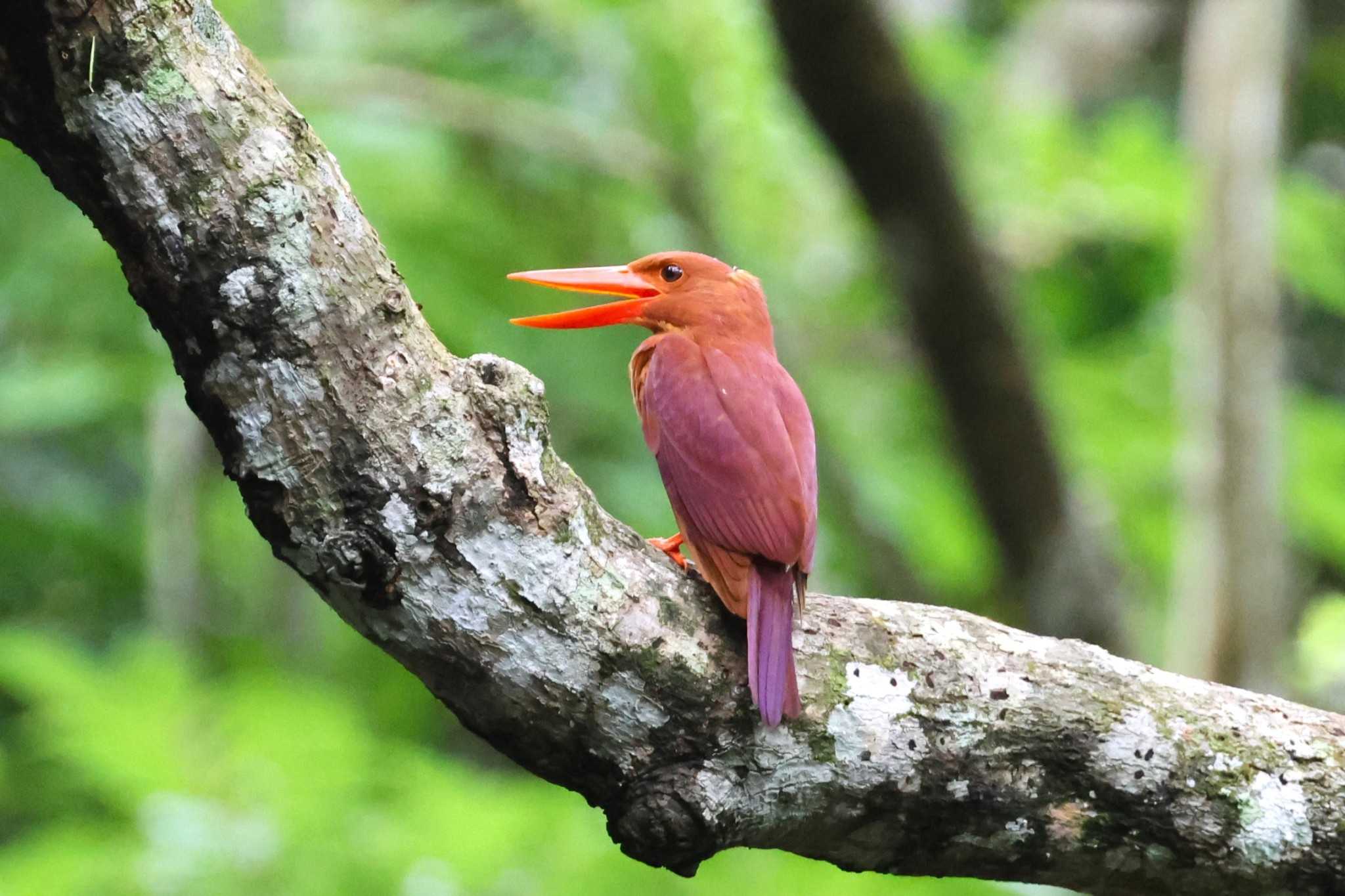 Ruddy Kingfisher(bangsi)