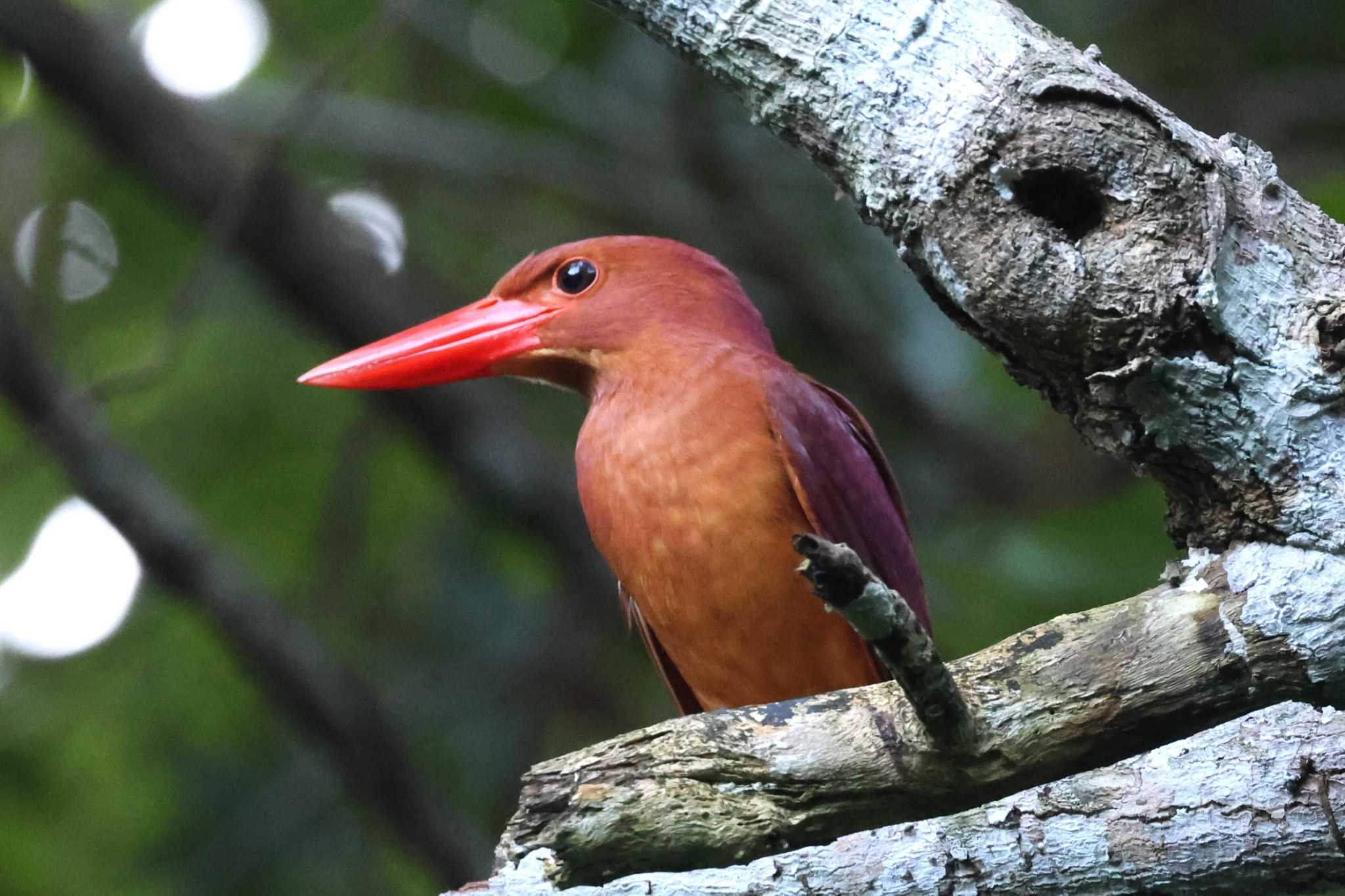 Ruddy Kingfisher(bangsi)