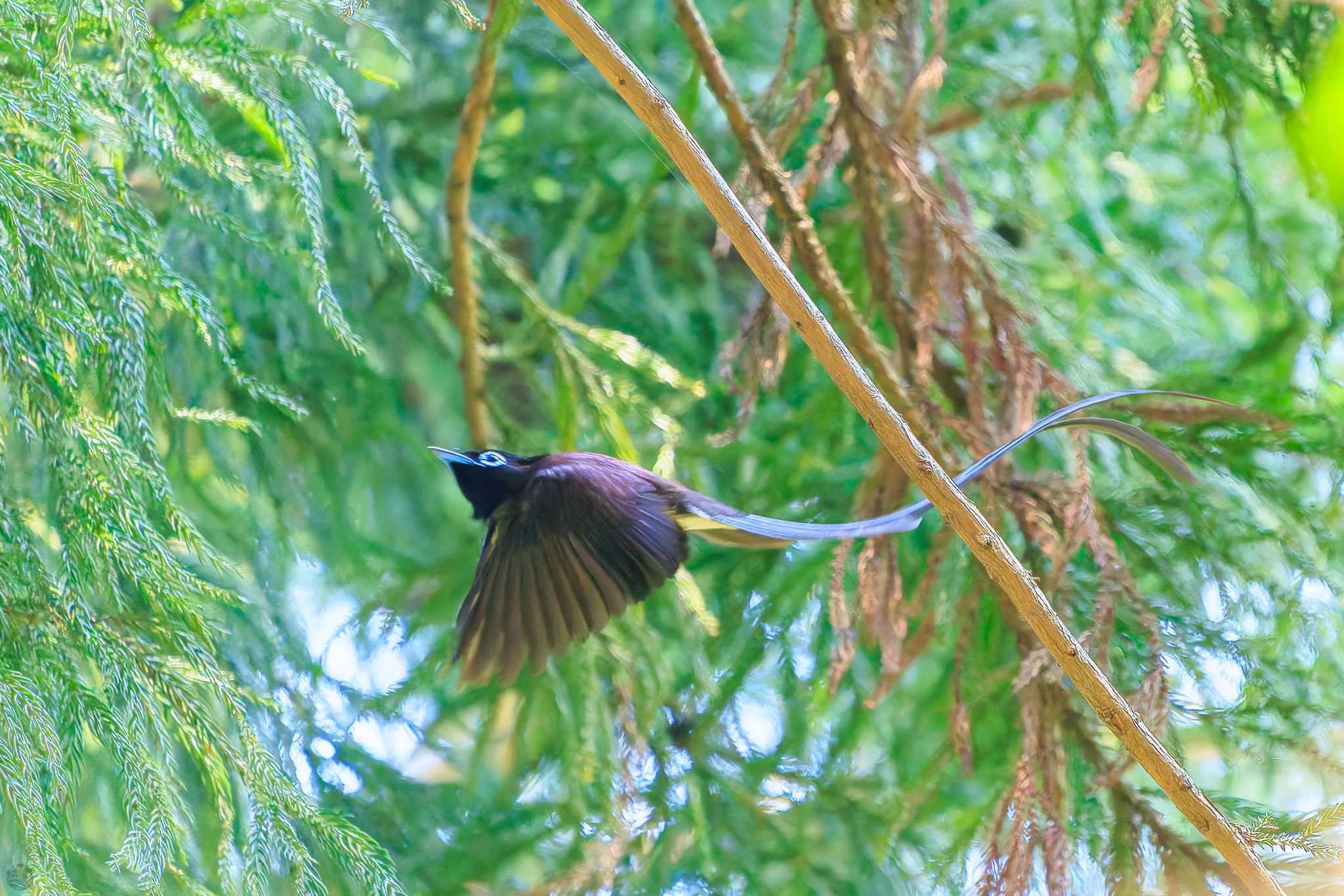 Black Paradise Flycatcher