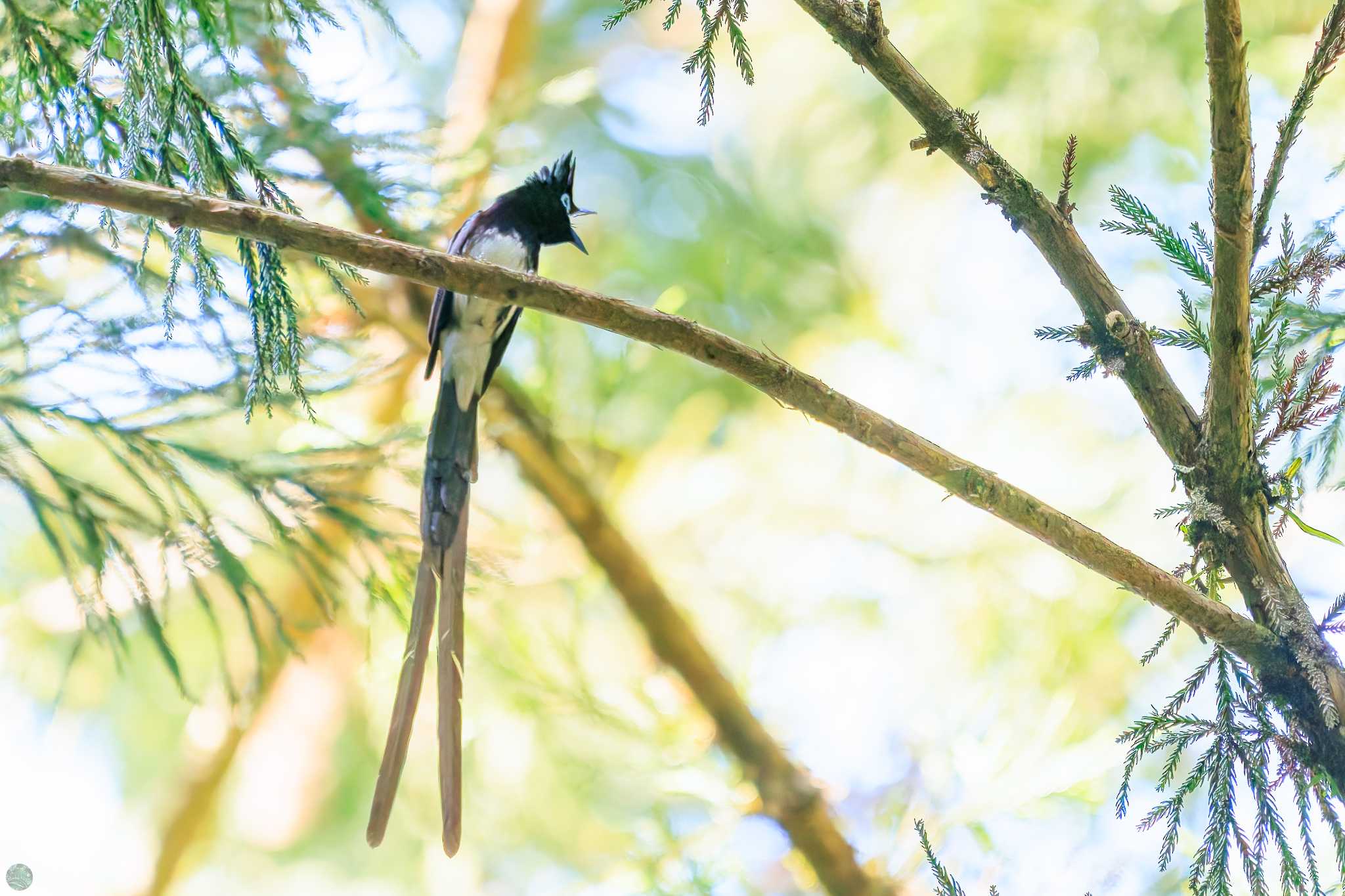 Black Paradise Flycatcher