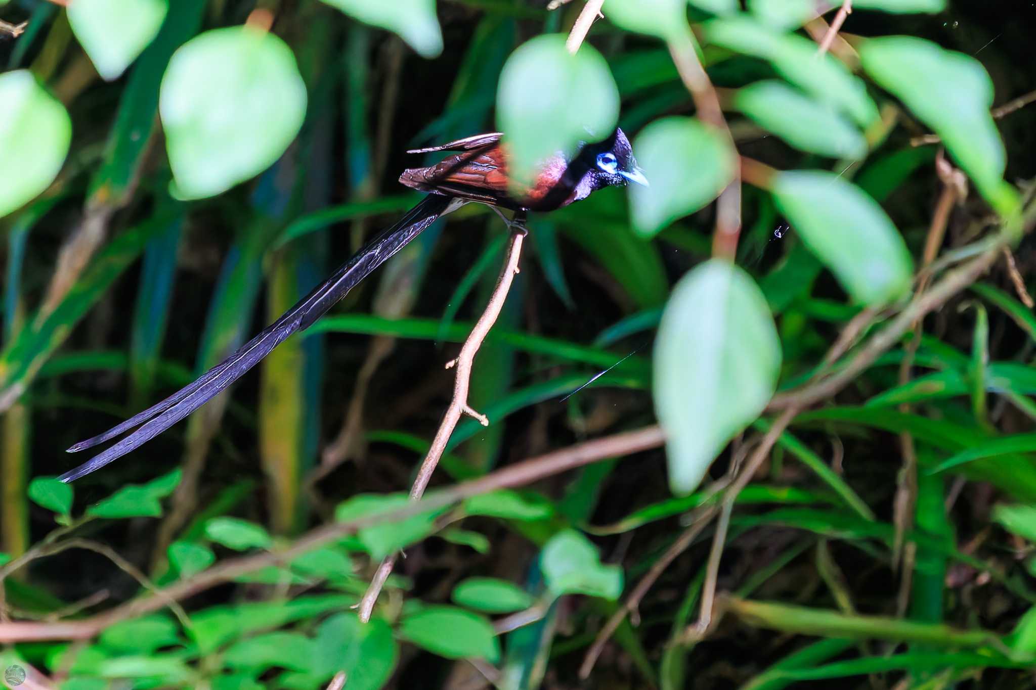 Black Paradise Flycatcher