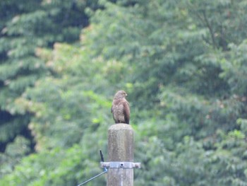 Sun, 6/23/2024 Birding report at 四万川