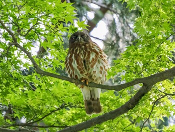 Sat, 6/8/2024 Birding report at 御霊神社