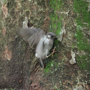 2024年6月24日(月) 都内の野鳥観察記録