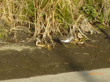 2023年12月27日(水) 国分川(国分橋〜春木川水門)の野鳥観察記録