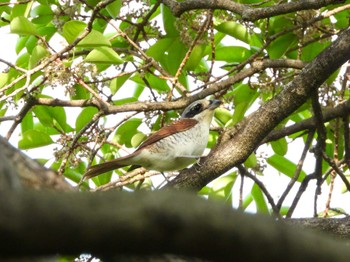 2024年5月24日(金) マイフィールドaの野鳥観察記録