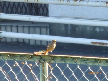 2023年12月2日(土) 派川大柏川の野鳥観察記録