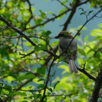 Bull-headed Shrike Senjogahara Marshland Sat, 6/15/2024