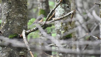 2024年6月24日(月) 蓼科高原の野鳥観察記録