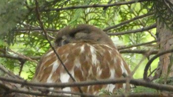 2024年6月23日(日) 埼玉県廣瀬神社の野鳥観察記録