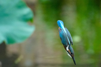 2024年6月24日(月) 佐竹公園(大阪府吹田市)の野鳥観察記録