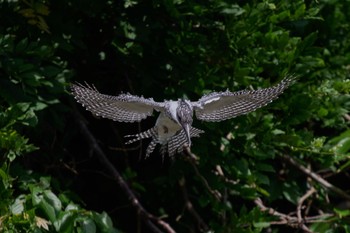 Sat, 6/22/2024 Birding report at 奈良県