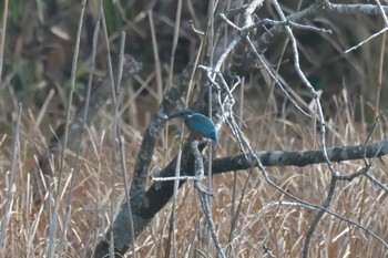 Sat, 1/19/2019 Birding report at Mie-ken Ueno Forest Park