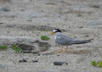 2024年6月22日(土) 神戸市の野鳥観察記録