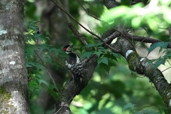 Wed, 5/24/2023 Birding report at Yanagisawa Pass