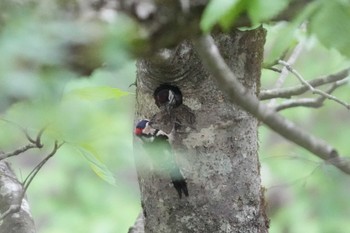 Thu, 6/1/2023 Birding report at Yanagisawa Pass