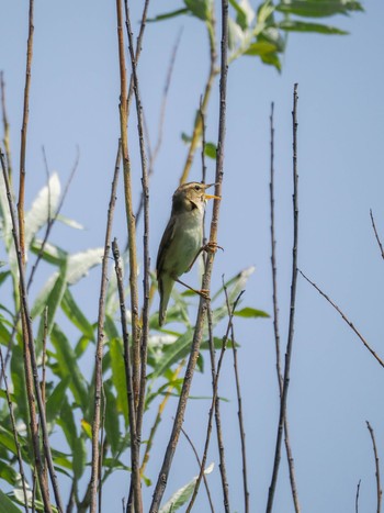 2024年6月15日(土) 茨戸川緑地の野鳥観察記録