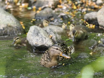 2024年6月22日(土) 福井緑地(札幌市西区)の野鳥観察記録