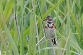 Sun, 6/23/2024 Birding report at 苫小牧市;北海道