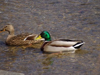 Mallard Osaka Tsurumi Ryokuchi Thu, 3/8/2018