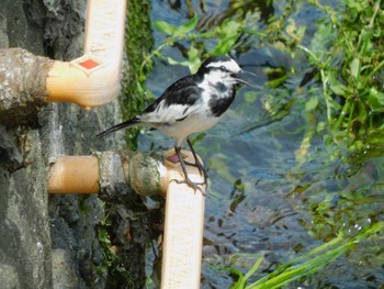 2024年6月24日(月) 平和の森公園、妙正寺川の野鳥観察記録