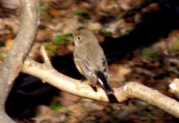 Taiga Flycatcher 大阪府堺市 Sat, 1/19/2019