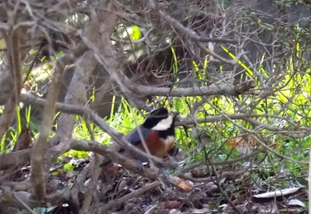 Varied Tit 大阪府堺市 Sat, 1/19/2019