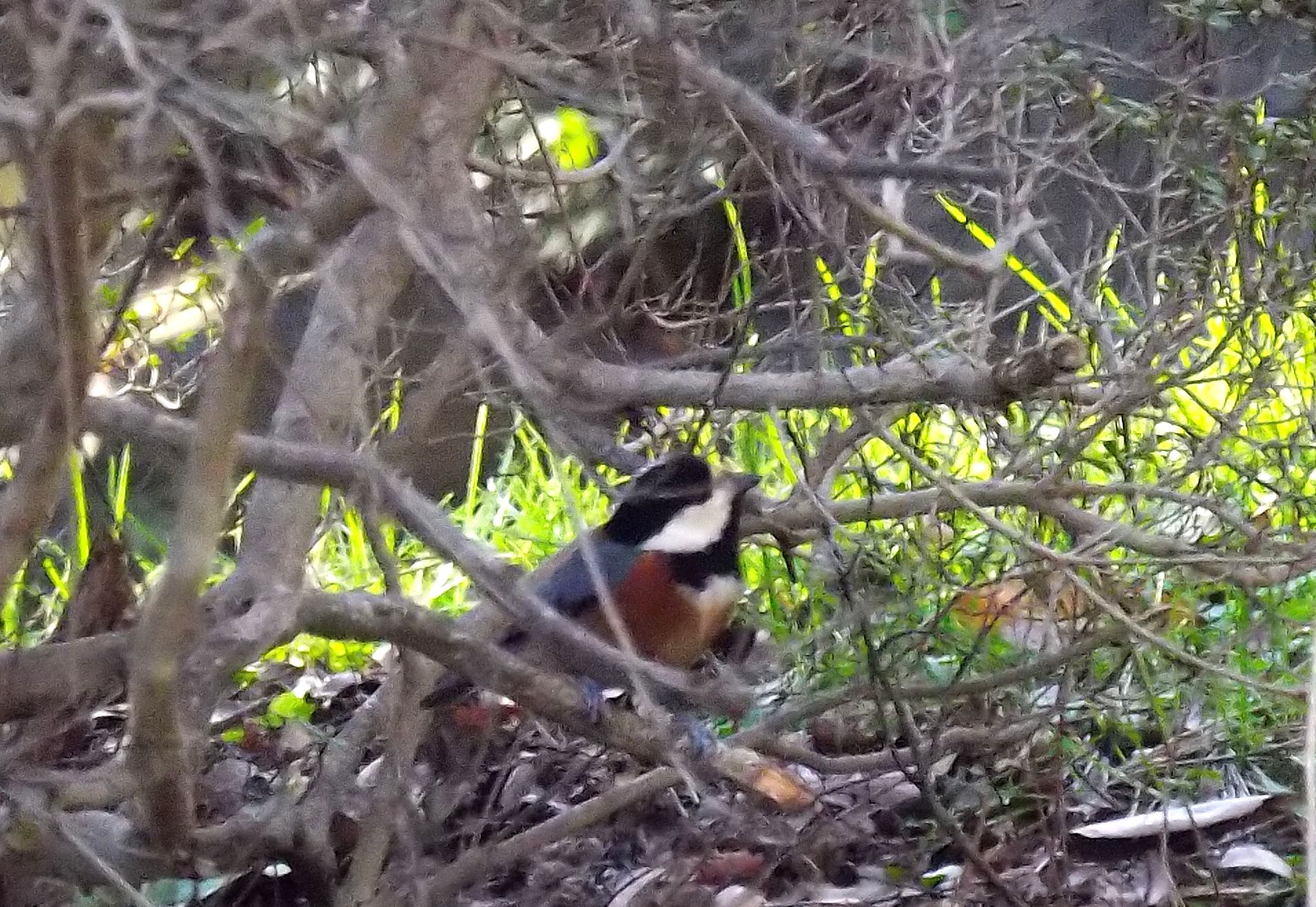 Photo of Varied Tit at 大阪府堺市 by Rio T