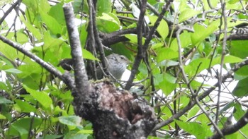 Fri, 6/21/2024 Birding report at 妙義湖