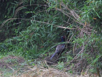 Fri, 6/21/2024 Birding report at 国民宿舎裏妙義(安中市)