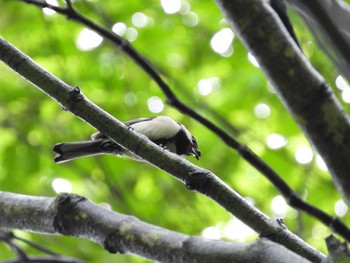 Fri, 6/21/2024 Birding report at 伊香保森林公園