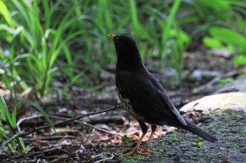 Tue, 6/11/2024 Birding report at Saitama Prefecture Forest Park