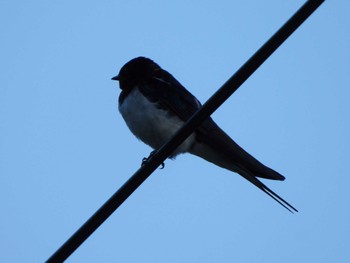 Fri, 6/21/2024 Birding report at みつまた親水公園(湯沢町)